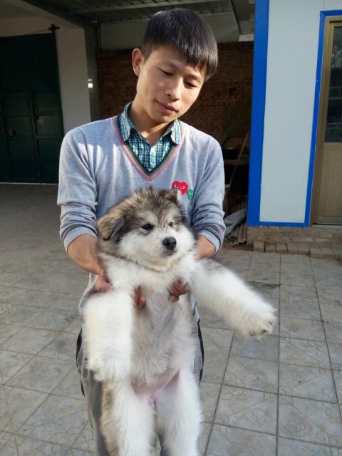 久牧犬舍