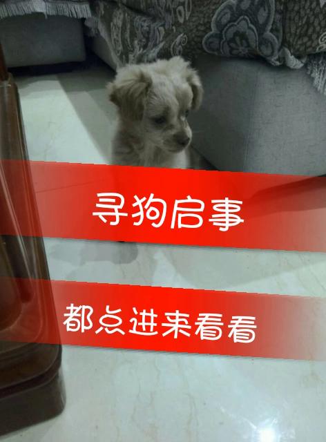 寻狗启事 大家都看看 如果有见过的 联系它主人 它主人qq 2944348730