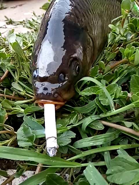 这个世界怎么了鱼也会抽烟了